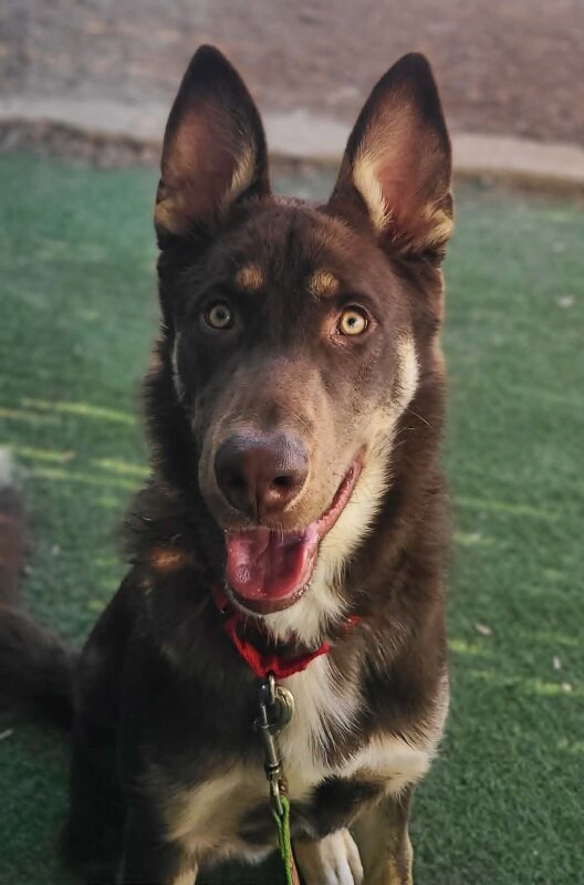 Picture of the Animal Listed